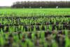 Can biologicals bridge the seed treatment gap?