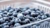 Lawsuit Claims Florida Woman Died After Eating Tainted Blueberries From Popular Grocery Chain