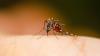 Google plans to release millions of mosquitoes in Florida