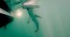 Atlantic Shark Institute tags their first hammerhead shark in Rhode Island waters