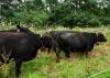 Could a GPS collar replace a roll of wire? Exploring remote grazing technologies