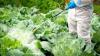 California Lawmakers Reject Ban On 'Forever Chemicals' In Farm Pesticides