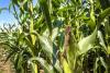 Farm leaders blast administration ag policies in letter