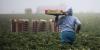 Don’t Want Explosive Diarrhea? Shop Local — and Regulate Big Food