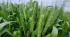Cathy-Jo Noble set to lead Canadian Seed Growers Association