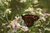 Nature Conservancy of Canada’s event helps people get outdoors and discover nature