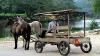 Land records reveal how Mennonites are reshaping Belize’s forests