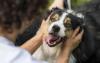 Kenya has no system to track lost pets despite rising cases, vets say