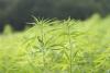 How to Read a Cannabis Label: Full-Spectrum, Broad-Spectrum, and Isolate Explained