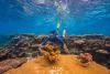 Apple executive pledges $25 million to Woods Hole institution for coral reef research