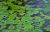 DHHS releases health alert for Maskenthine Reservoir in Stanton