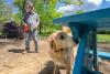 Virginia trains pet dogs to sniff out lanternfly eggs before they can devastate US vineyards