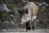 Finland detects first African swine fever case
