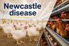 Newcastle disease cases reported in Spain, Singapore
