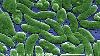 Palm Beach County records Florida's first 2026 death from 'flesh-eating' bacteria
