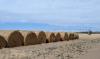 Buying feed during a drought — Keys to consider