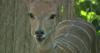 Kudus at the Denver Zoo enjoy Colorado's climate