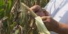 Lowcountry farmers face worst growing season as drought, heat devastate crops