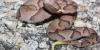 Woman visits 3 medical facilities before receiving antivenom for copperhead bite