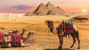 Egypt phases out camel and horse rides at Giza Pyramids amid animal welfare concerns