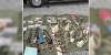 Northeast Alabama man pleads guilty in illegal night hunting operation