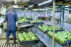 Cameroon’s Banana Exports Rise 17.6% in First Half as Production Recovery Lifts Export Earnings