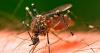 Florida reacts with fear and rejection to Google's project to release millions of mosquitoes