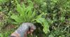 Homegrown NH: Weeds are a part of gardening