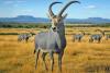 South Africa once had an antelope that shimmered blue. Now, its story is coming to classrooms for free