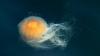 Sightings of the world's largest jellyfish at one of the most popular beaches