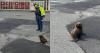 Case seal-ed: Adventurous seal pup rescued by South Auckland police