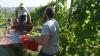 French, Italian winegrowers face earliest ever harvest