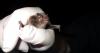 Endangered bat species caught in North Carolina for the first time in over a decade