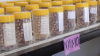 Seed bank boosts Zimbabwe's food security
