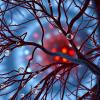 Activity-regulated myelin pathway drives organelle transport in oligodendrocytes