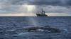 Poll Finds Most Antiguans Oppose Government’s Pro-Whaling Position