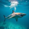 Global Markets React to New Shark Finning Regulations