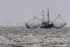 New coalition launches to advocate for imported shrimp amid trade policy debate