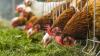 Intruder turns off ventilation fans killing 10,000 chickens at Nova Scotia farm: RCMP