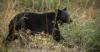 Seen a black bear roaming in Alabama this summer? Wildlife experts say it’s completely normal
