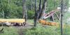 Campers in St. Lawrence Co. evacuated after trees fall on tents, canoes