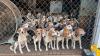 Local humane society extends ‘Empty the Shelters’ amid multi-state beagle rescue