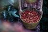 Costa Rica Pressed to Improve Conditions for Indigenous Coffee Workers