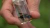 Yellow-legged hornets confirmed in North Carolina; Concerns grow for honeybees and crops