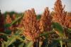 Farmers urged to embrace climate-resilient sorghum to fight hunger