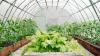 $500K in grants split among 10 Maine communities to build greenhouses
