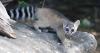 Move over Jimothy, there's a new raccoon-like animal in Idaho: Ringtails!