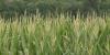 Rain helps southeast Nebraska drought but Panhandle may be seeing worst conditions since Dust Bowl