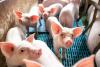 Finland Detects First Case Of African Swine Fever