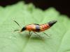 Mountain insects are running out of room as the planet warms
